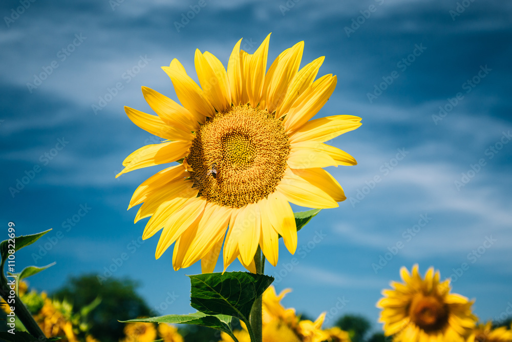 Close up of bright yellow bloomng sunflowers field in sunny summ Close up of bright yellow bloomng sunflowers field in sunny summ