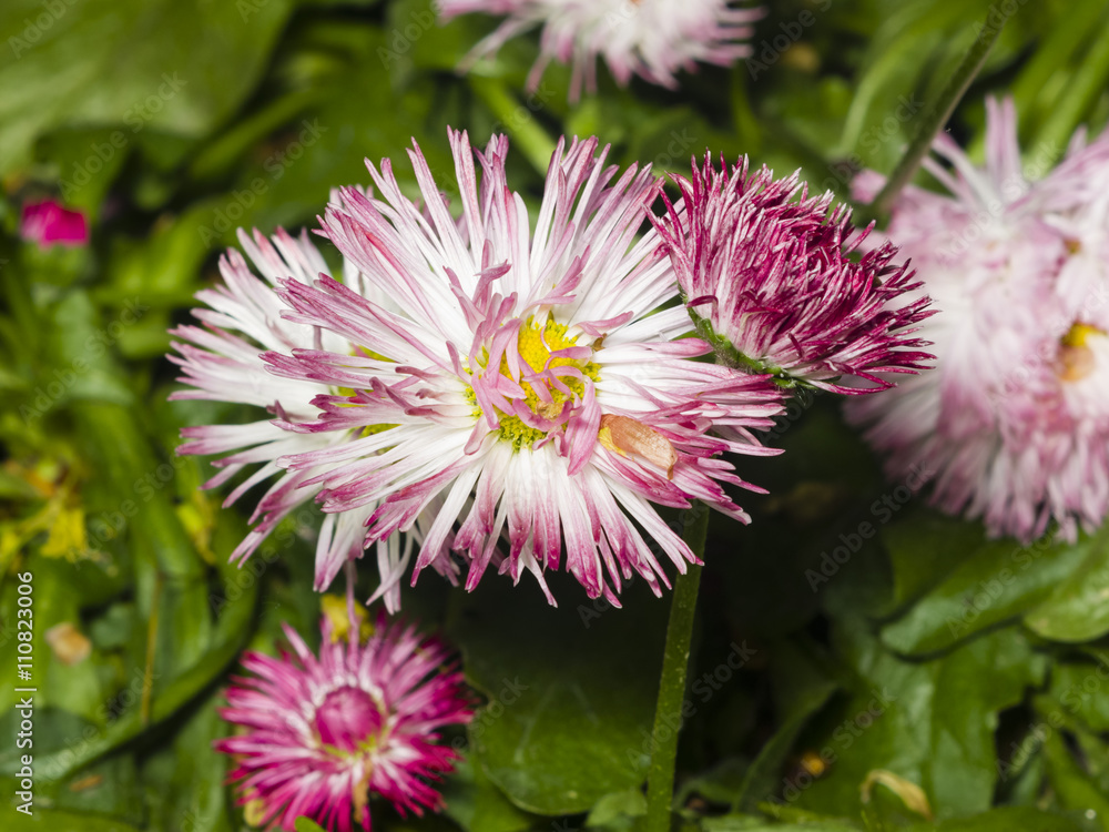 Sunny bellis daysi flower close-up, selective focus, shallow DOF Sunny bellis daysi flower close-up, selective focus, shallow DOF