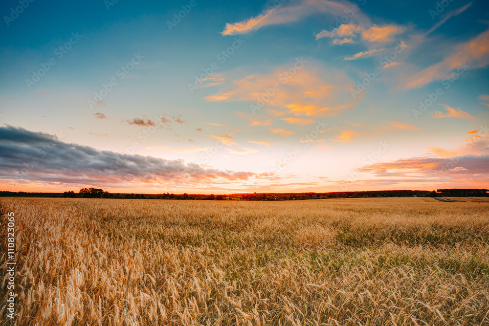 Rural Countryside Wheat Field At Sunset Sunrise Background. Colo