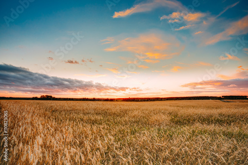 Rural Countryside Wheat Field At Sunset Sunrise Background. Colo