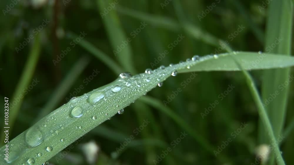 Cool morning dew on a single blade of grass.
Cool morning dew on a single blade of grass.
