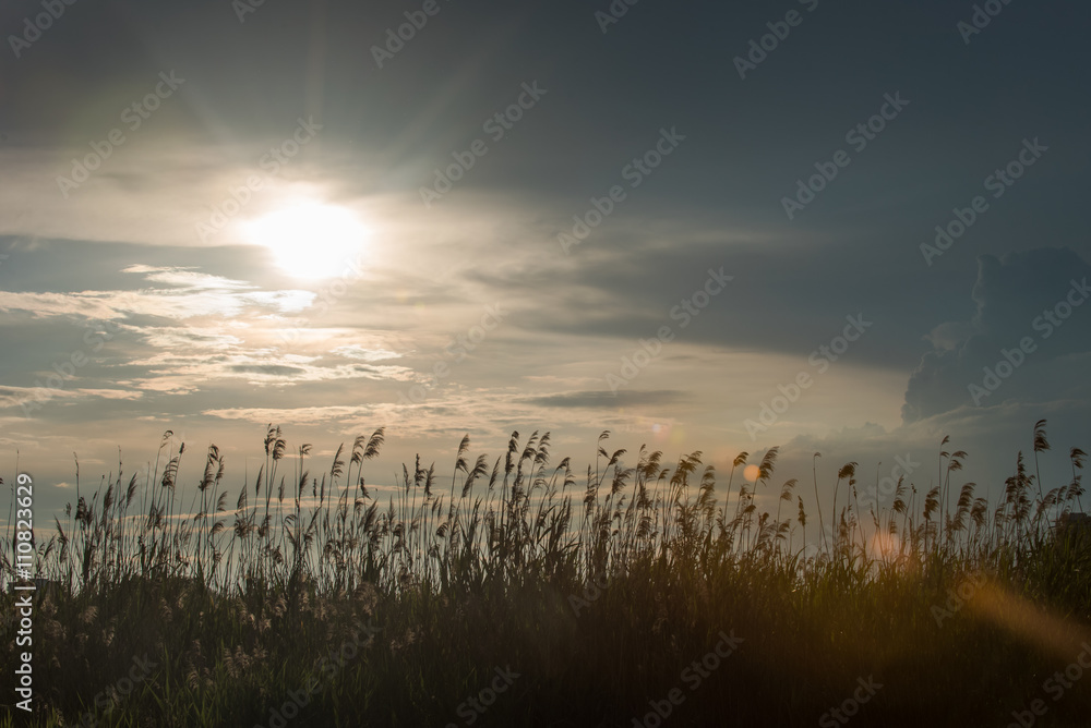 Obraz premium Reed silhouette at sunset