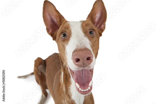 Portrait of Podenco ibicenco dog on white photo
