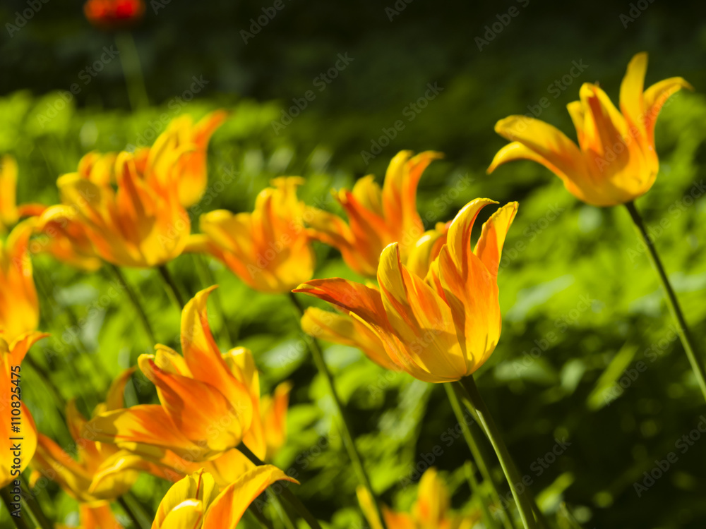Blooming orange tulips backlighted afternoon with bokeh background, selective focus, shallow DOF Blooming orange tulips backlighted afternoon with bokeh background, selective focus, shallow DOF