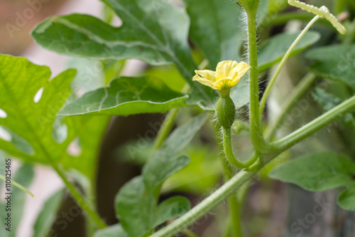 little baby watermelon and flowers
