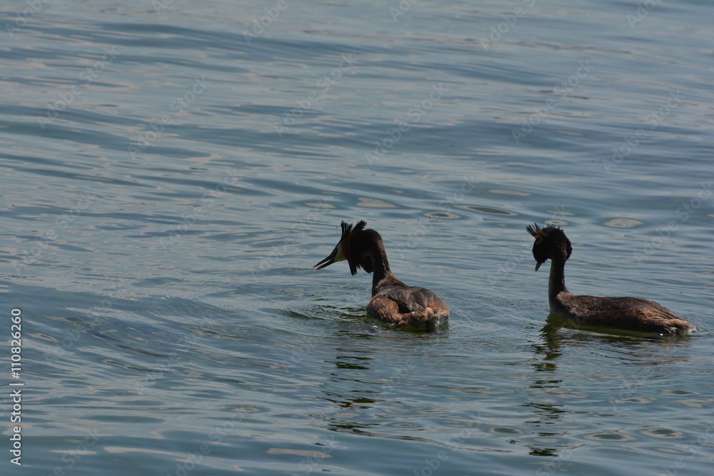 a pair of ducks a pair of ducks