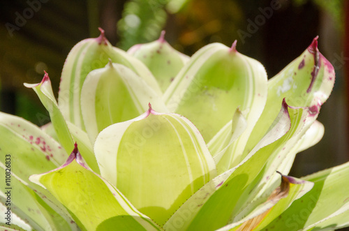 Slika na platnu Colorful of bromeliad garden
