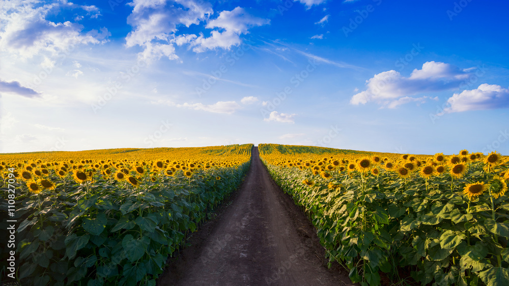 Naklejka premium Pathway In Sunflower field