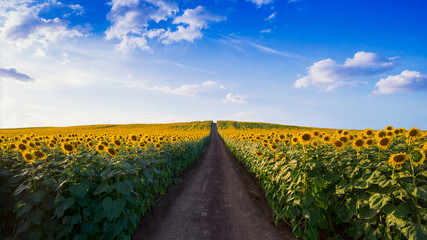 Wandcirkels Zonnebloem Wandelpad door bloeiend zonnebloemenveld  © sosconcan