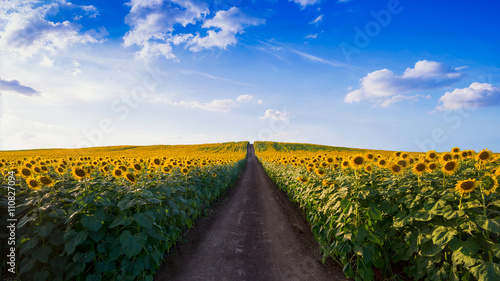 Fototapeta Naklejka Na Ścianę i Meble -  Pathway In Sunflower field