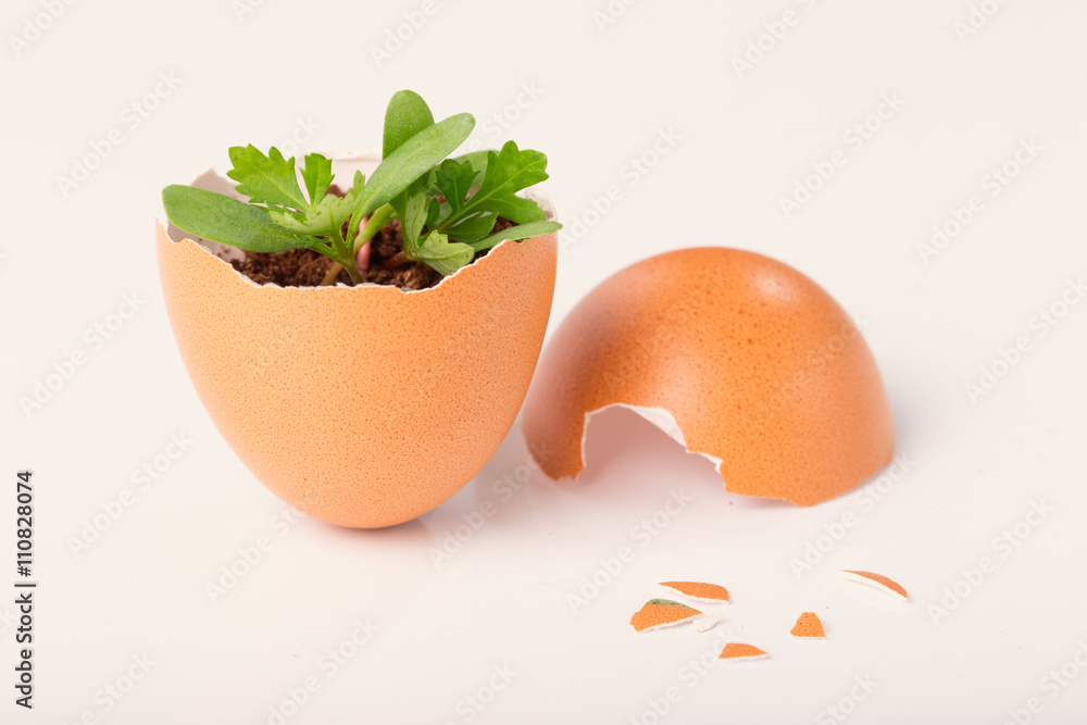 Young sprout in a half of an egg shell Young sprout in a half of an egg shell