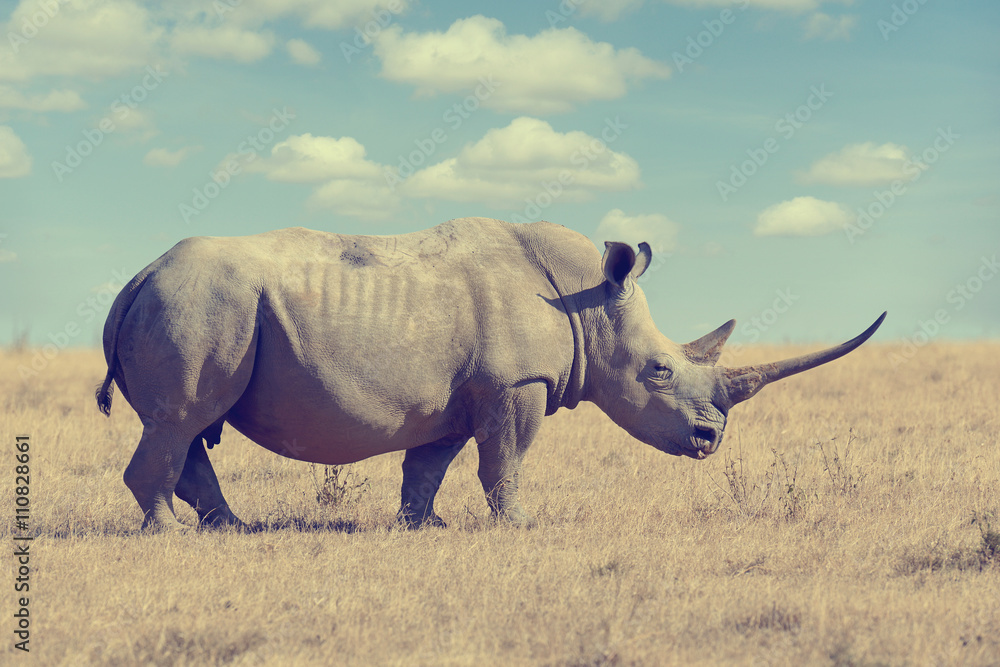 Fototapeta premium African white rhino