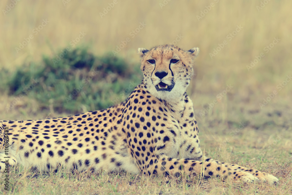 Obraz premium Cheetah. Africa, Kenya