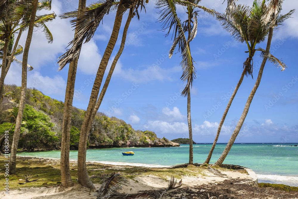 Bequia - rajska plaża z palmami - obrazy, fototapety, plakaty 