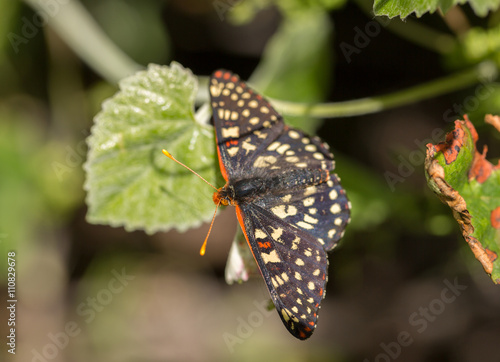 Variable Checkerspot, Euphydryas chalcedona, perched on a leaf. photo