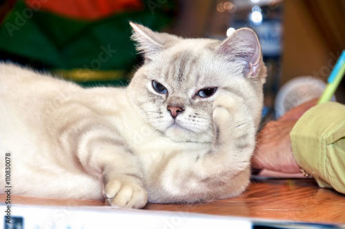Fotografie Cat breed RagaMuffin imposingly on the table at the exhibition
