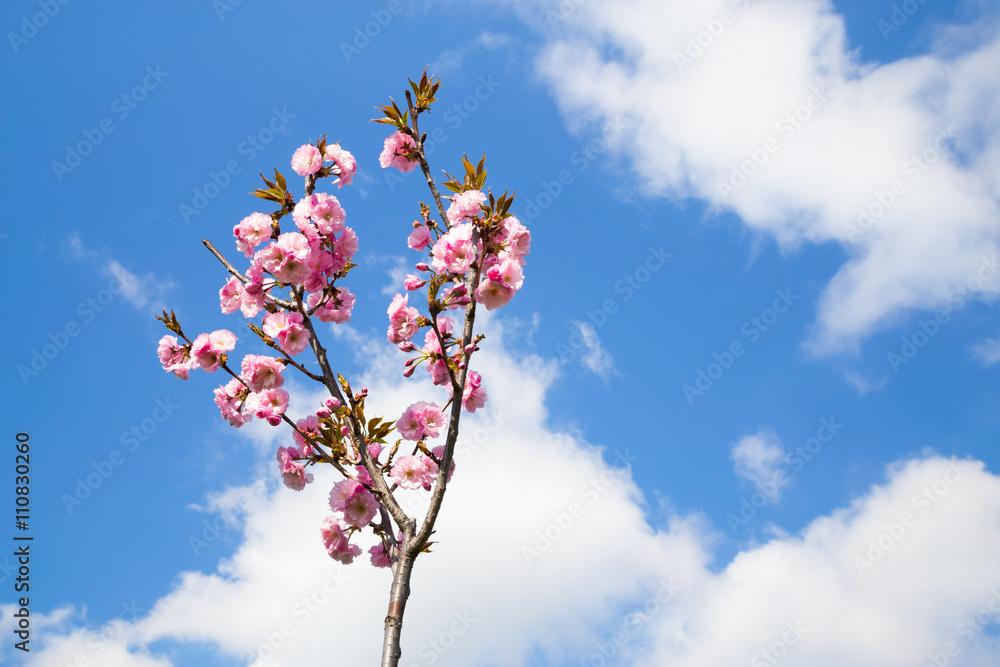 Young sapling of Prunus serrulata in blossom Young sapling of Prunus serrulata in blossom