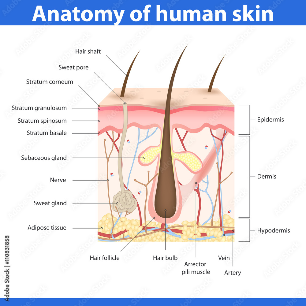 Obraz premium Structure of human skin, vector illustration