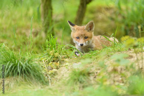 Rotfuchs Fuchs Welpe - fox red fox © artepicturas