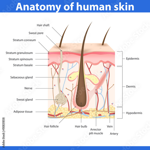 Structure of human skin, vector illustration