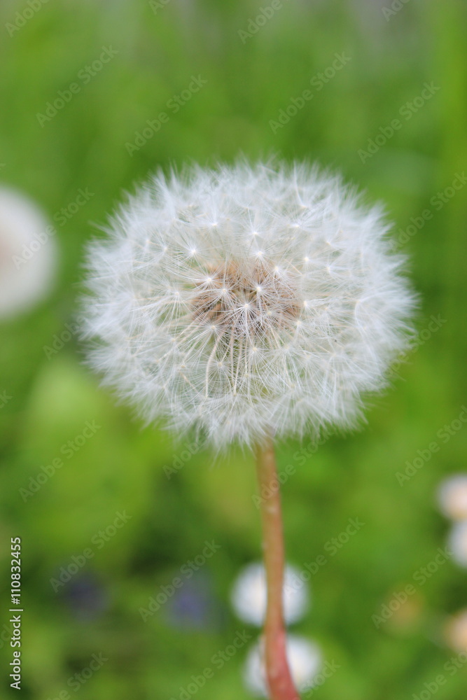 Pusteblume: Löwenzahn mit weißen Flugsamen Pusteblume: Löwenzahn mit weißen Flugsamen
