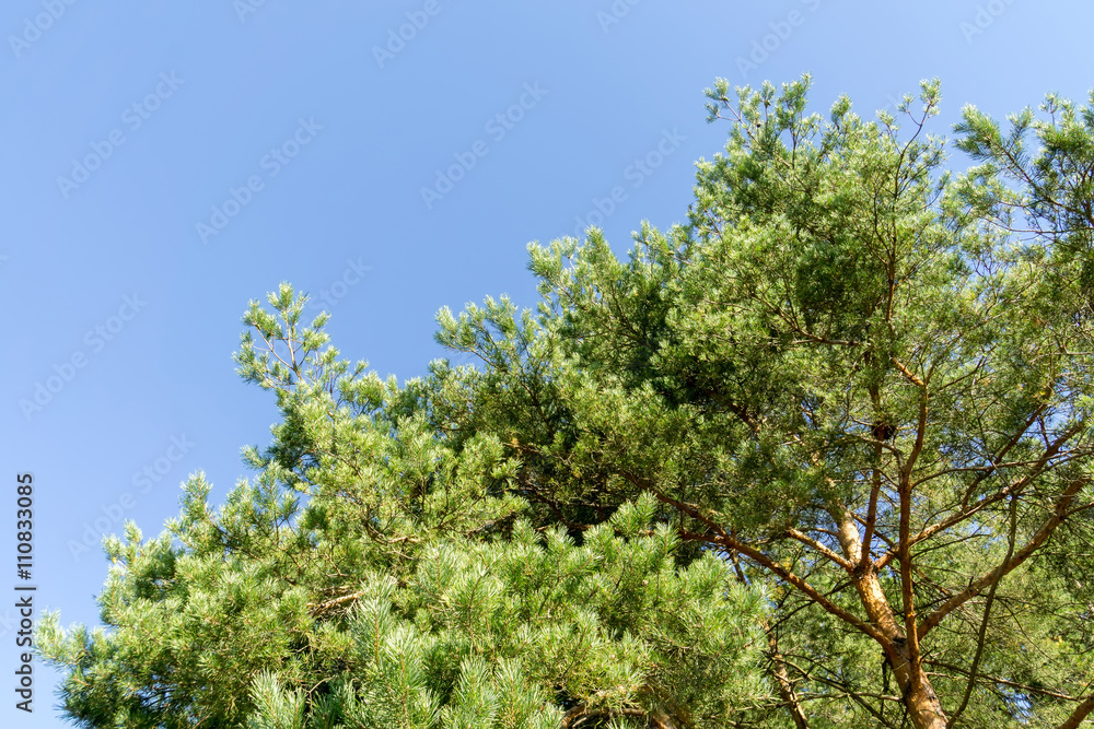 Fototapeta premium Pine Trees in the Morning