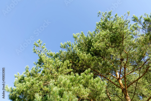 Wallpaper Mural Pine Trees in the Morning Torontodigital.ca