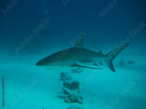 Wallpaper Mural Karibischer Riffhai Torontodigital.ca