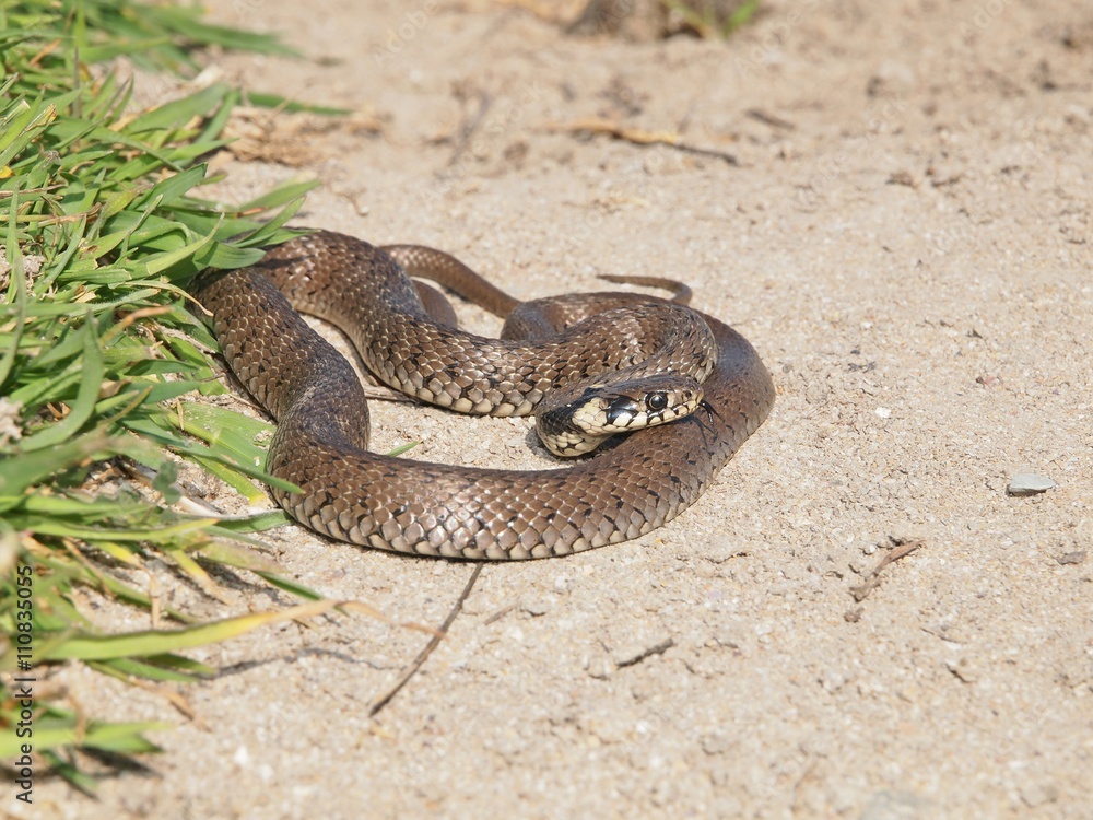 Naklejka premium Grass Snake (Natrix natrix)