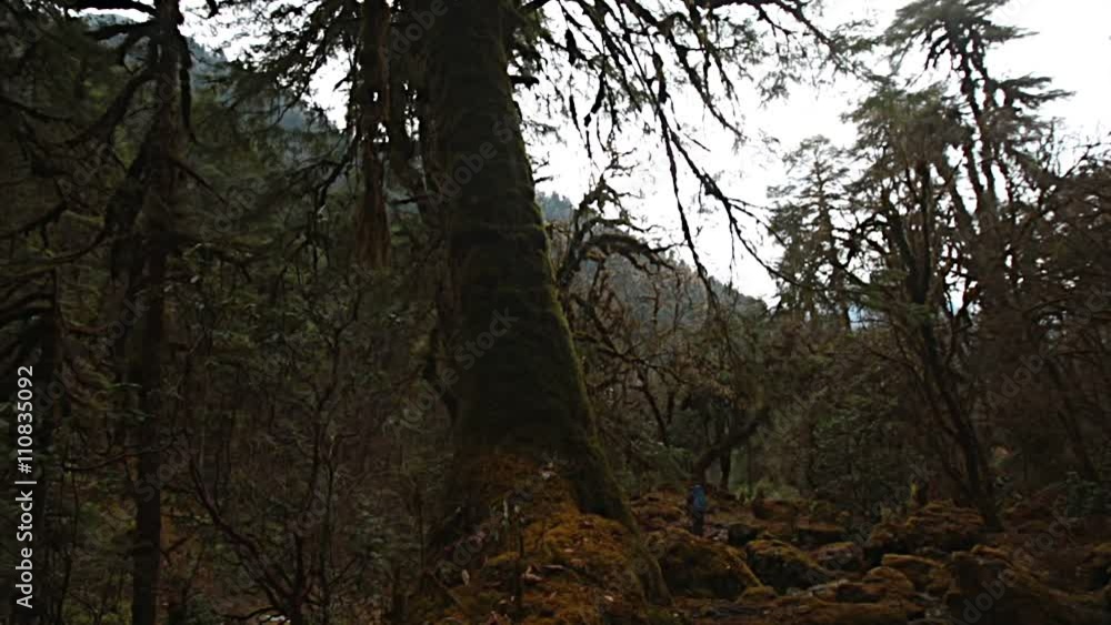 Hiker in Himalayan jungles, Nepal, Kanchenjunga region