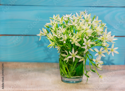 Bouquet of beautiful white flowers (ornithogallum) in a glass on painted in blue wooden background
 photo