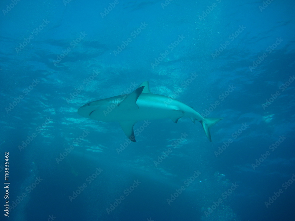 Fototapeta premium Karibischer Riffhai