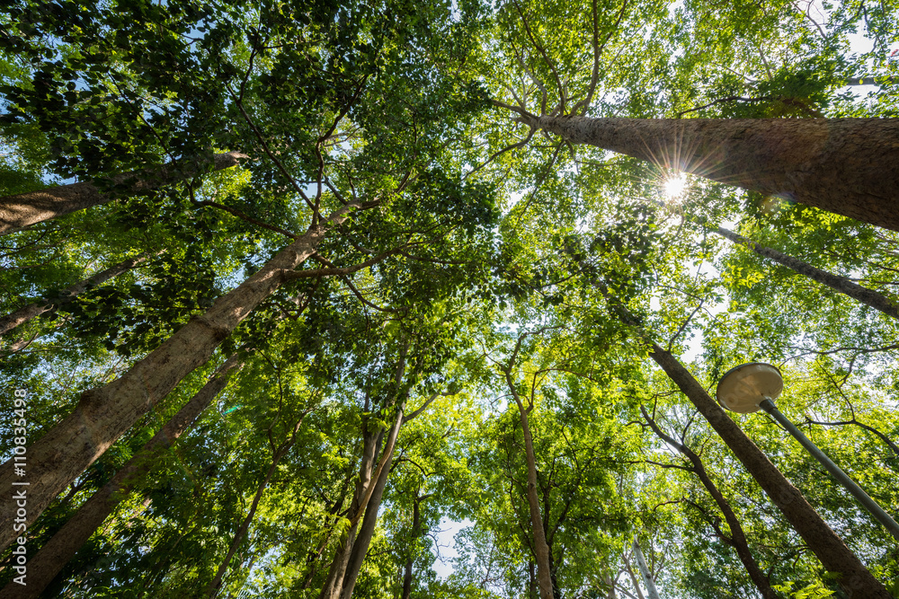 Fototapeta premium Sun rays shining through trees ,nature background