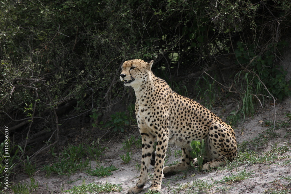 Cheetah Botswana Africa savannah wild animal picture; Cheetah Botswana Africa savannah wild animal picture;