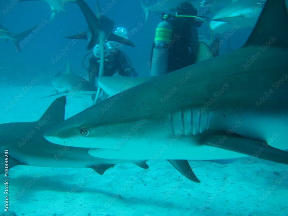 Fototapeta premium Haifütterung
