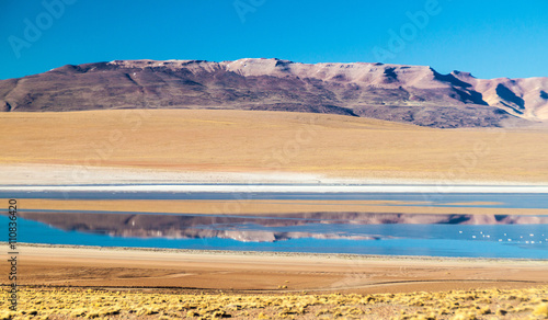 Laguna Collpa lake on bolivian Altiplano
