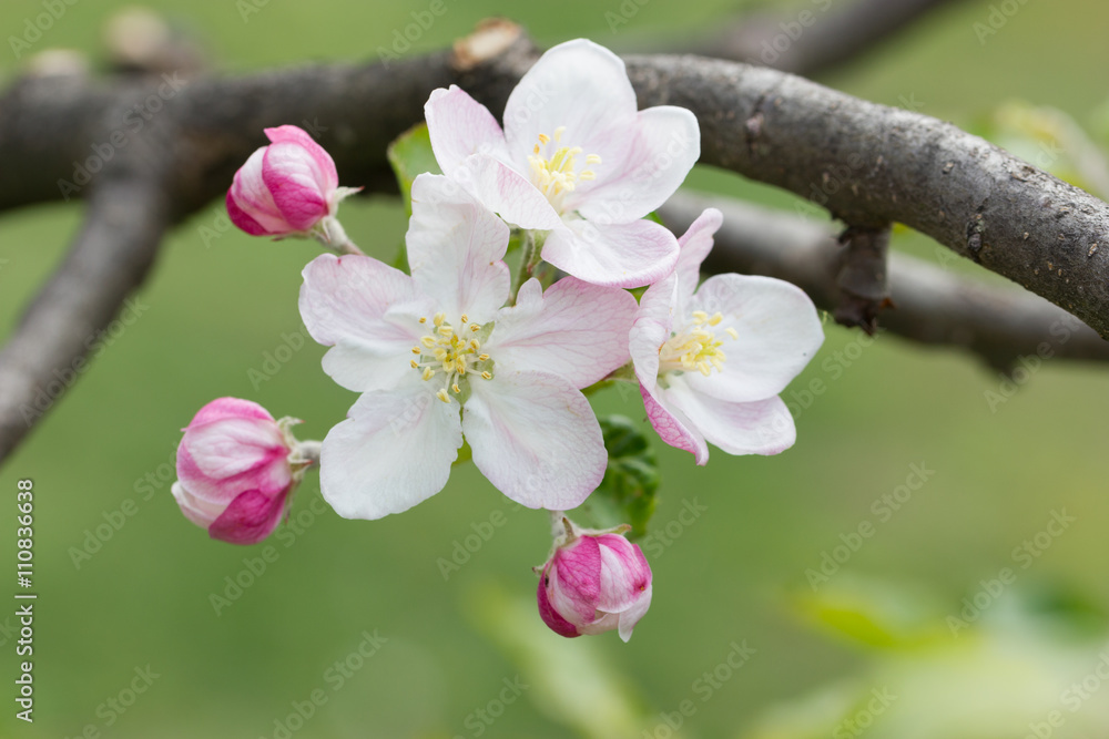 Fototapeta premium Apple blossom flowers