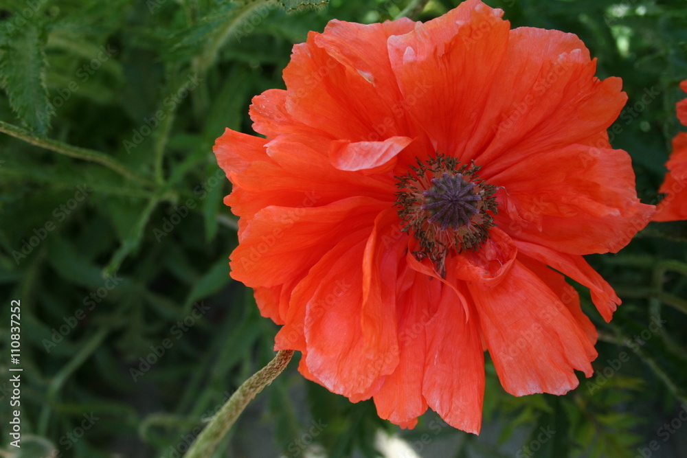 poppy flower in the spring garden poppy flower in the spring garden