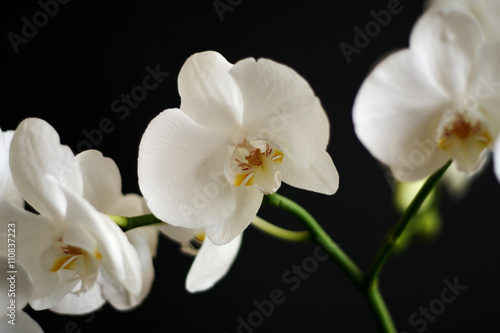 orchid flower on the background black
