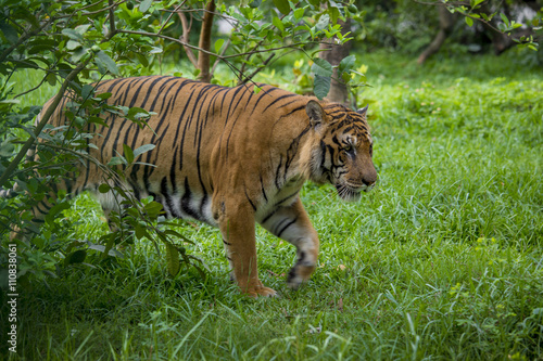 A Royal Bengal Tiger at Dhaka Zoo. photo