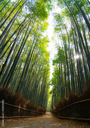Looking up at the bamboo forest of Arashiyama in Kyoto with sun rays streaming through