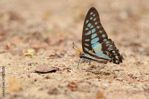 A close-up of Beauty butterfly resting on ground,Butterfly of Th