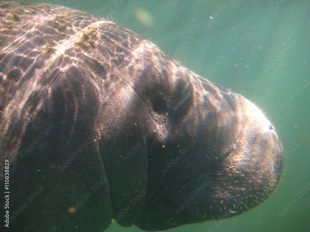 Manatee