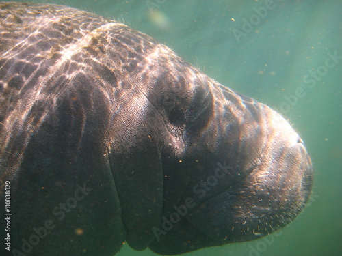 Obraz na płótnie Manatee w salonie