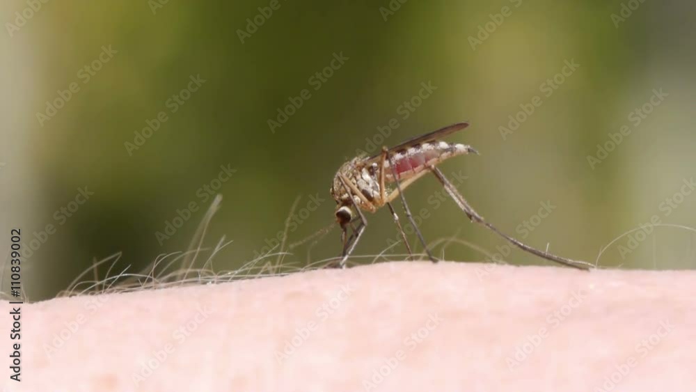 Close-up shot of a mosquito blood sucking on human skin
Close-up shot of a mosquito blood sucking on human skin