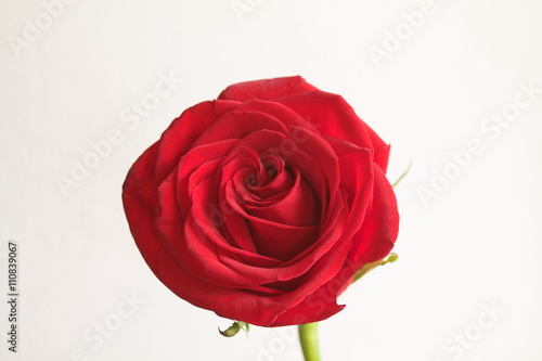 red rose isolated on white background