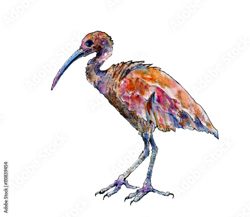 Scarlet ibis in watercolor, vector photo