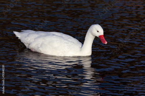 Coscoroba Swan coscoroba coscoroba