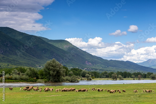 Sheep grazing next to the river Strymon spring in Northern Greec