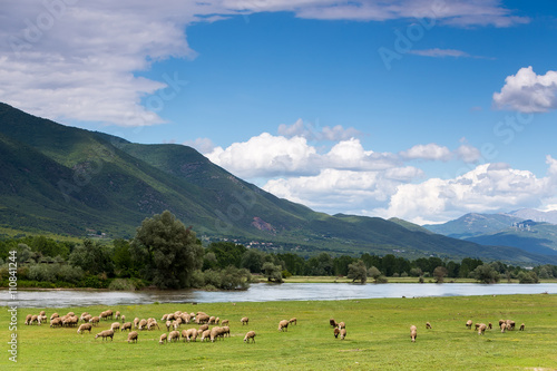 Sheep grazing next to the river Strymon spring in Northern Greec
